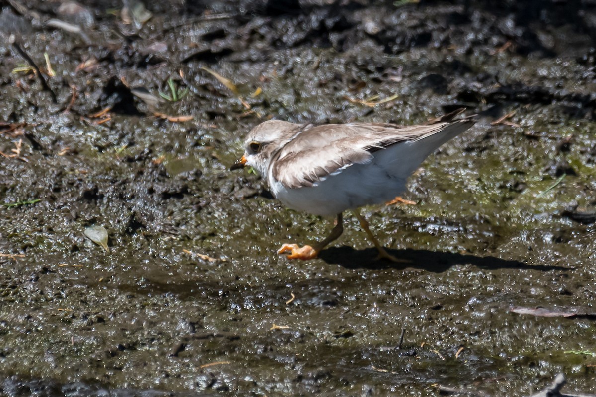 Semipalmated Plover - ML220138161