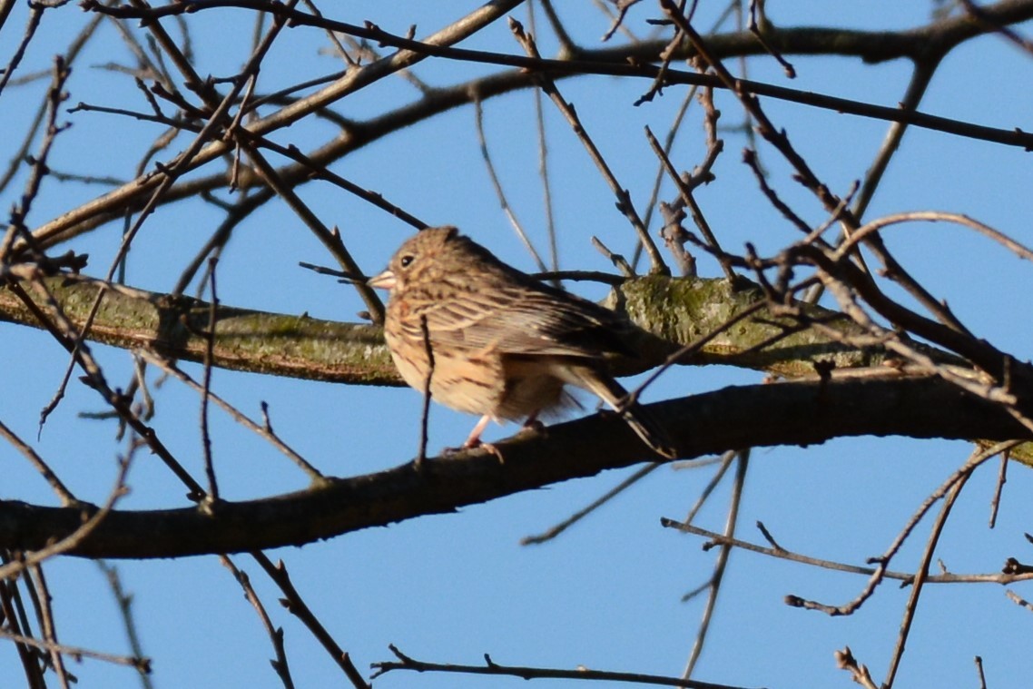 Vesper Sparrow - ML220141461