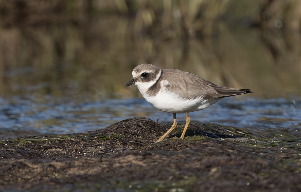 Common Ringed Plover - ML220147531