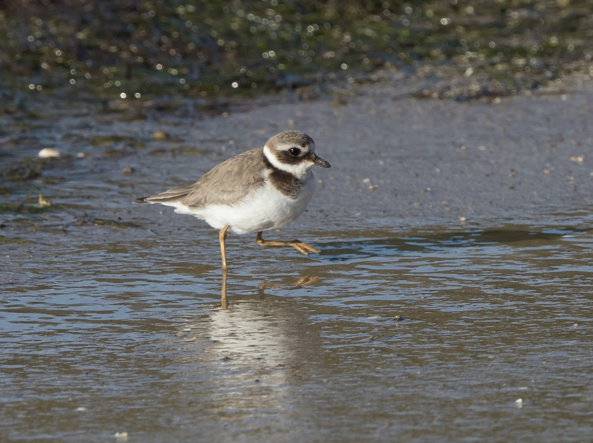 Common Ringed Plover - ML220147581