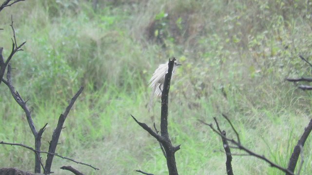 Long-tailed Mockingbird - ML220151651