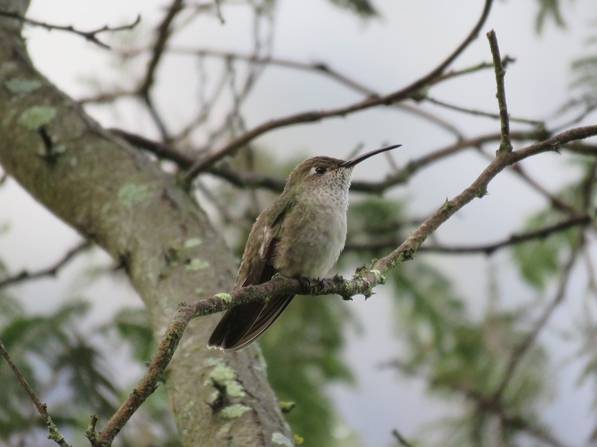 Spot-throated Hummingbird - ML220159891