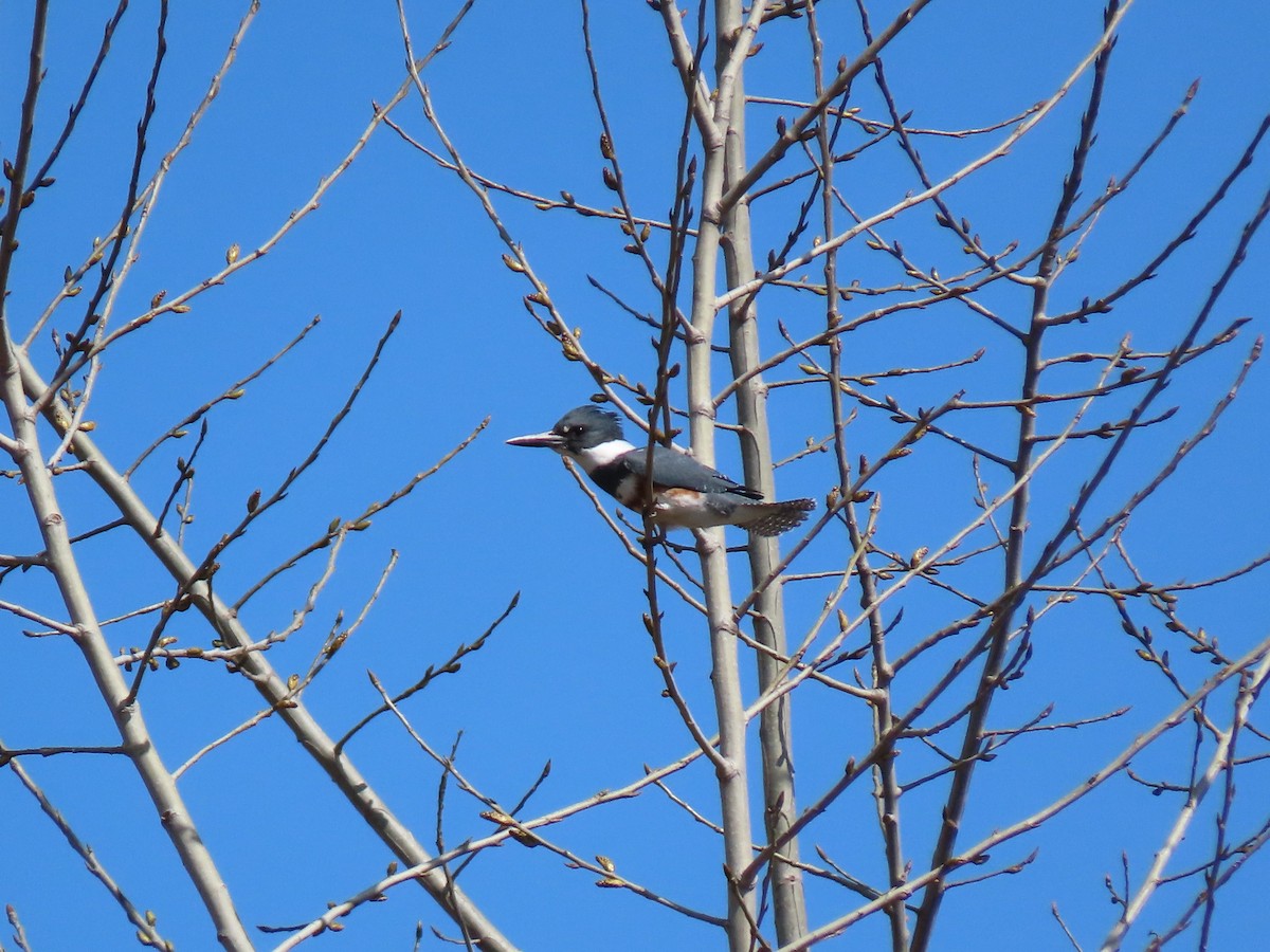 Belted Kingfisher - ML220162031