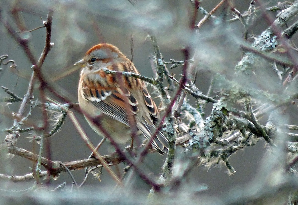 American Tree Sparrow - ML22016831