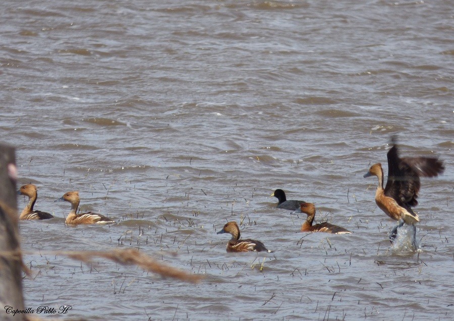 Fulvous Whistling-Duck - ML220169451