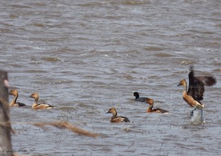 Fulvous Whistling-Duck, ML220169451