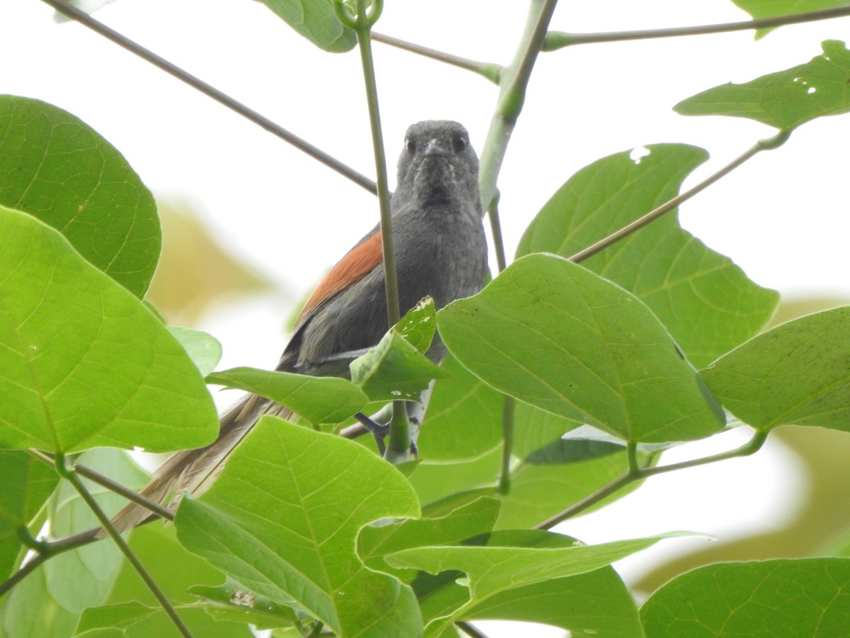 Slaty Spinetail - Marcelo Quipo