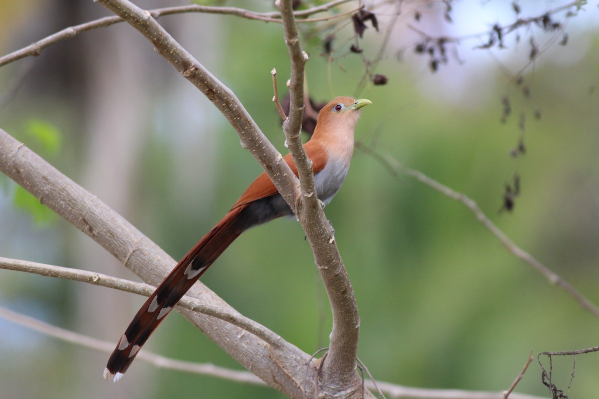 Squirrel Cuckoo (West Mexico) - Steve Gellman