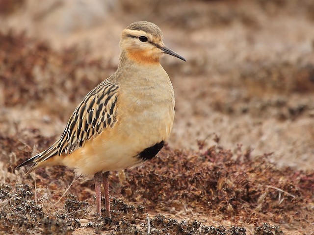 First-year Tawny-throated Dotterel (subspecies <em class="SciName notranslate">ruficollis</em>). - Tawny-throated Dotterel - 