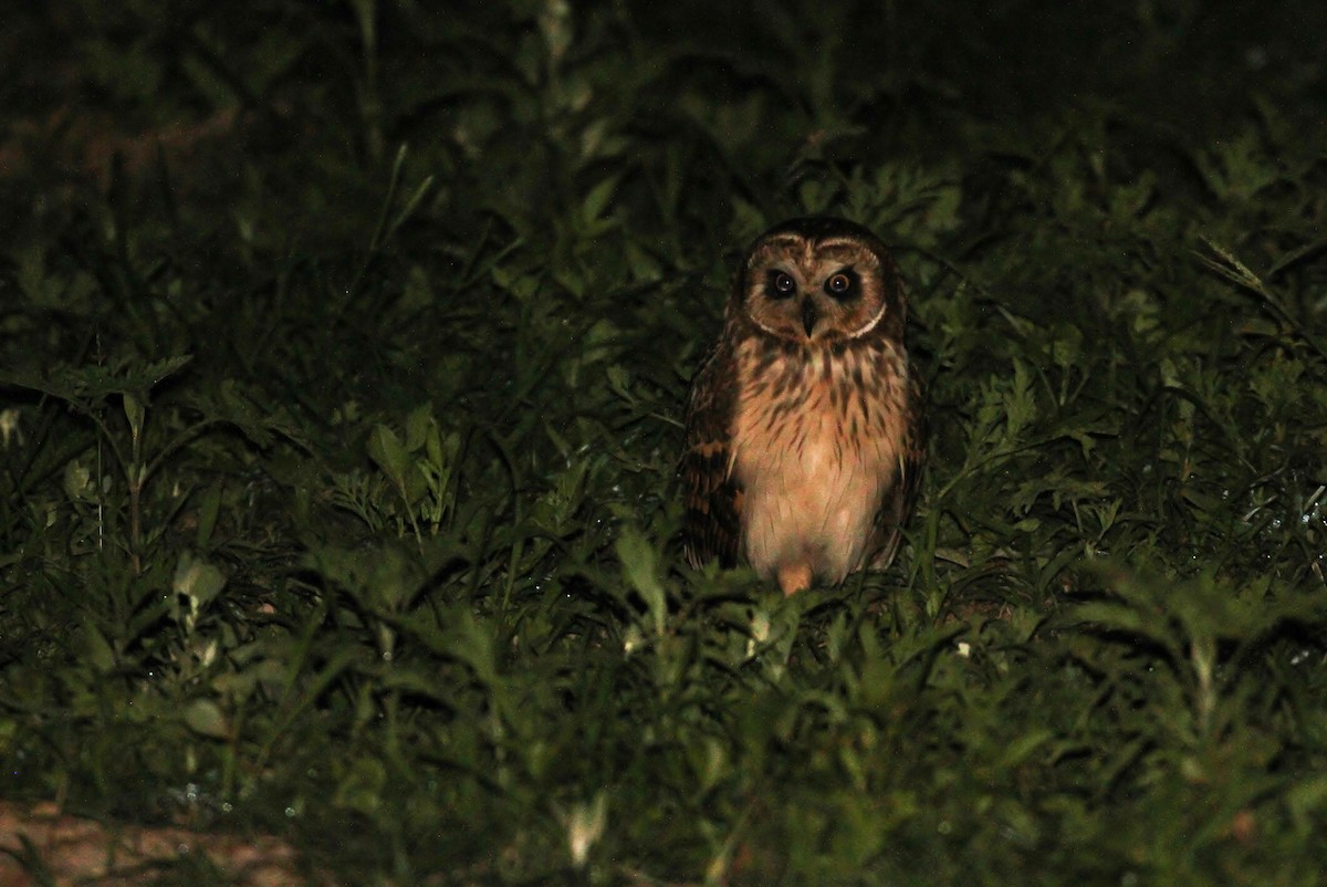 Short-eared Owl (Antillean) - Alex Lamoreaux