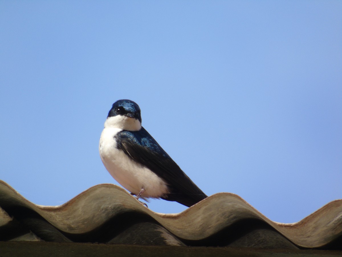 Blue-and-white Swallow - ML220180501