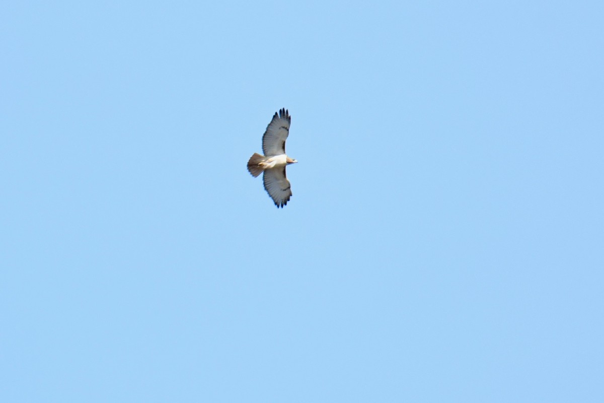 Red-tailed Hawk - ML220181671