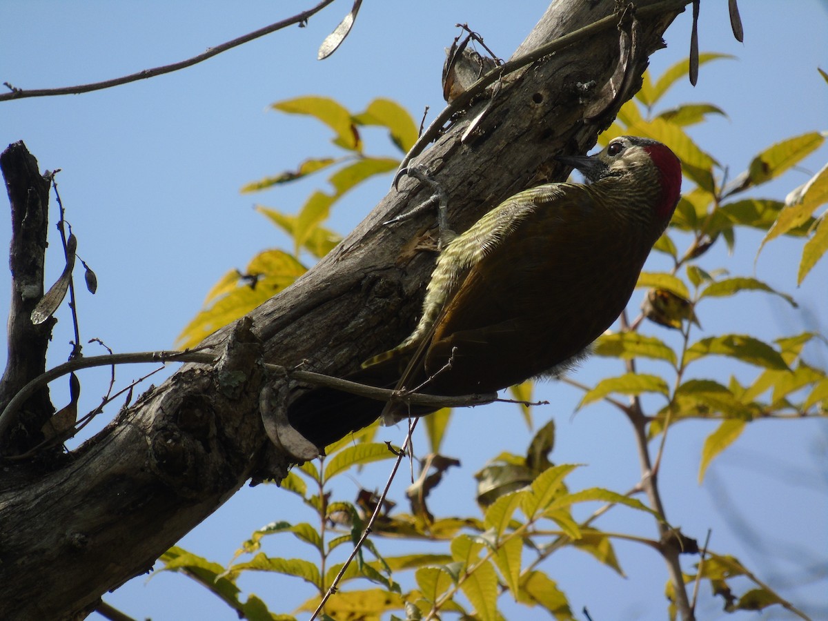 Golden-olive Woodpecker - ML220183761