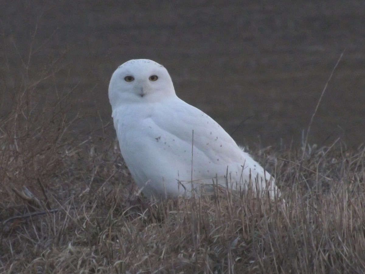 Snowy Owl - ML22018491