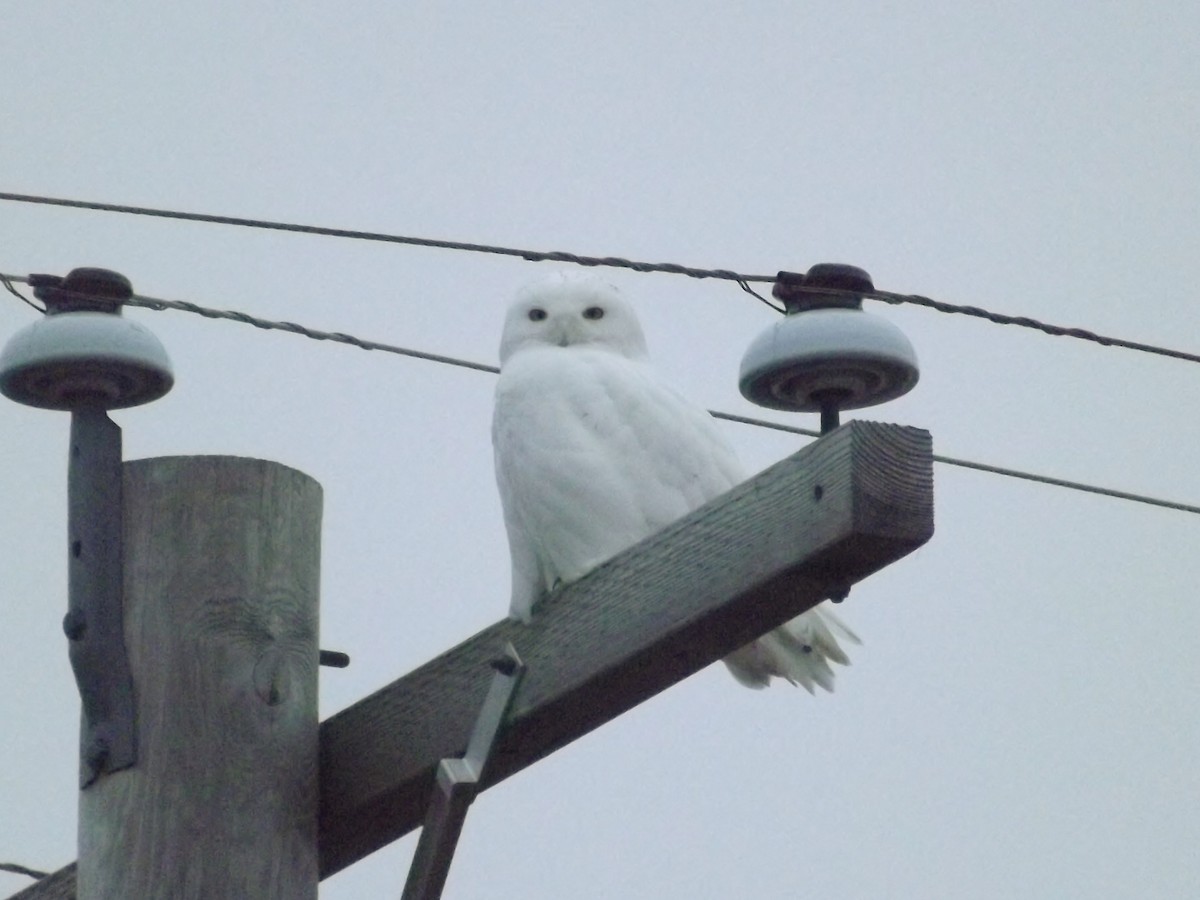 Snowy Owl - ML22018541