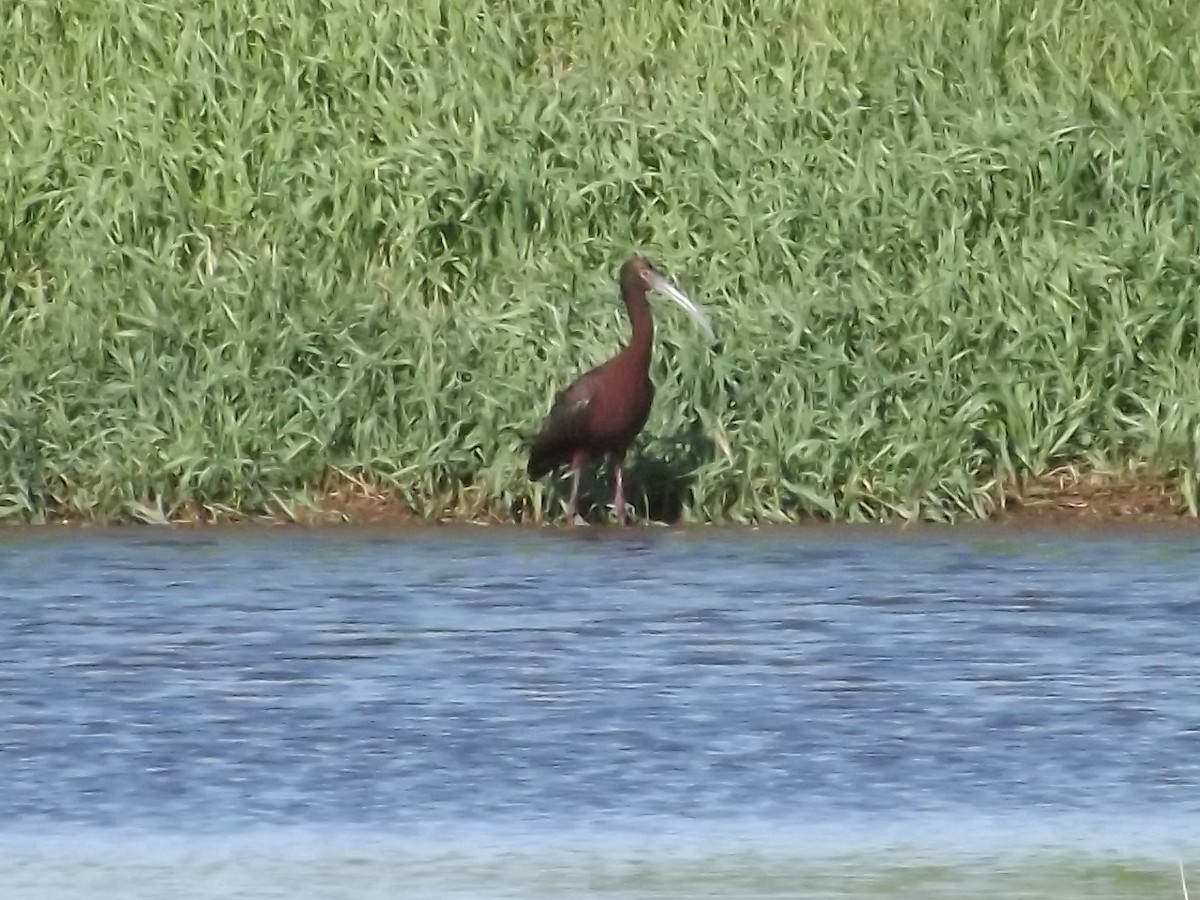 ibis americký - ML22018591