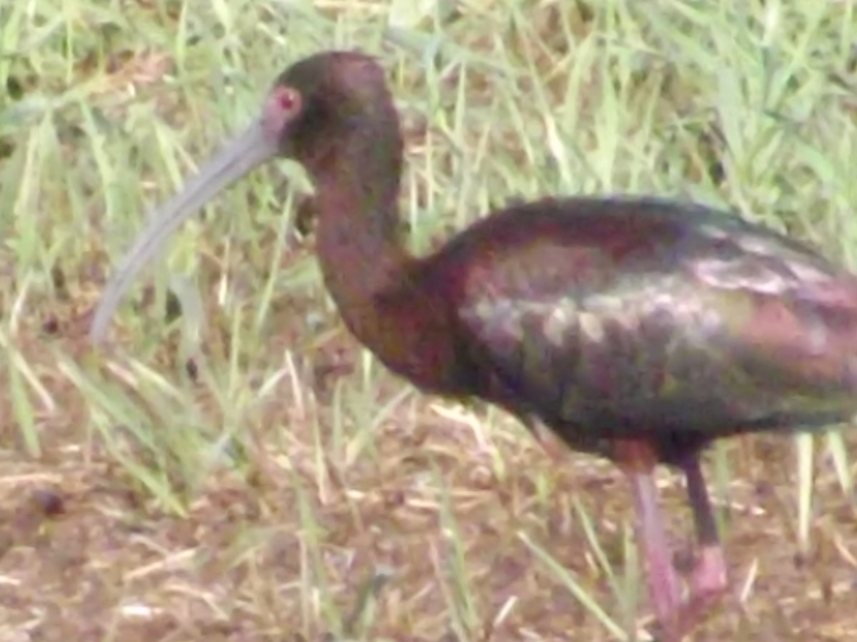 ibis americký - ML22018611
