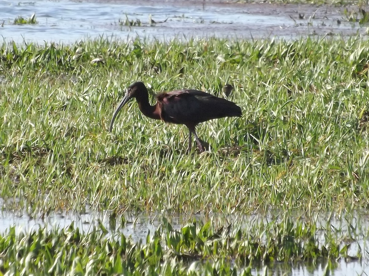 ibis americký - ML22018621