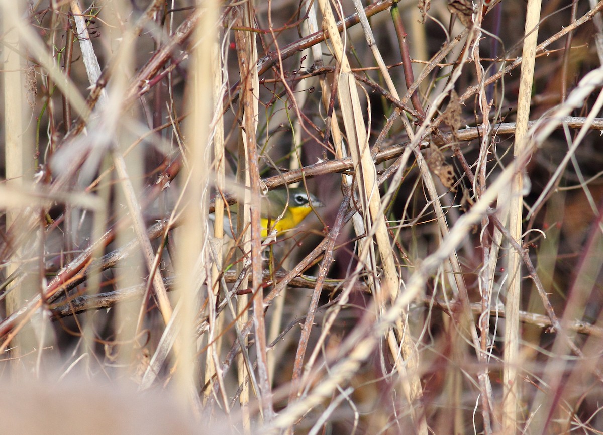 Yellow-breasted Chat - Sean Williams