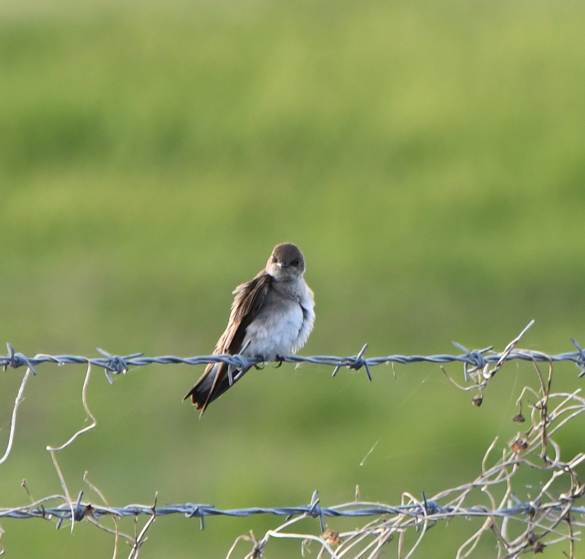 Northern Rough-winged Swallow - David Hamilton