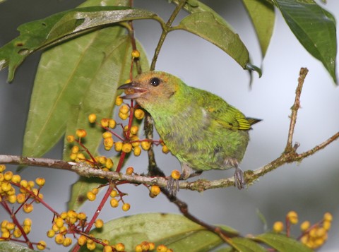 Bay-headed Tanager - Tangara gyrola - Media Search - Macaulay Library and  eBird