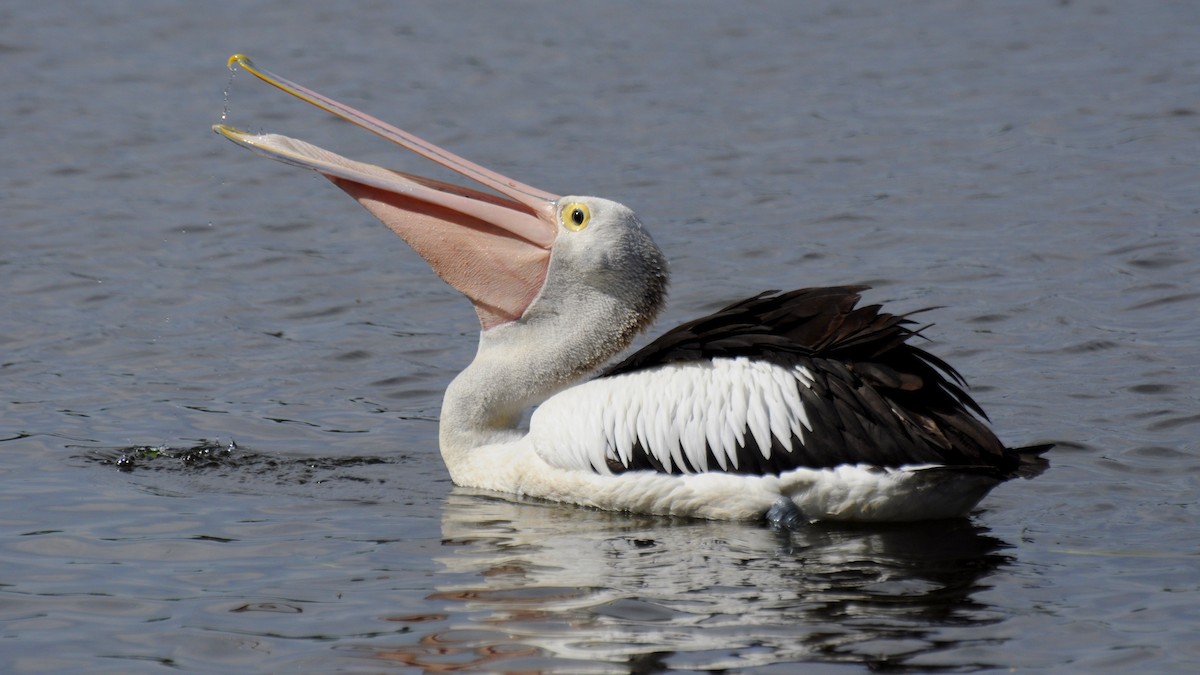 Australian Pelican - Diana Flora Padron Novoa