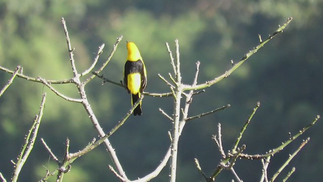 Yellow-tailed Oriole - ML220204081