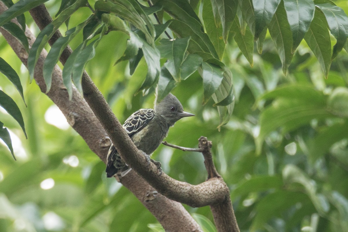 Gray-and-buff Woodpecker (Gray-and-buff) - Wich’yanan Limparungpatthanakij