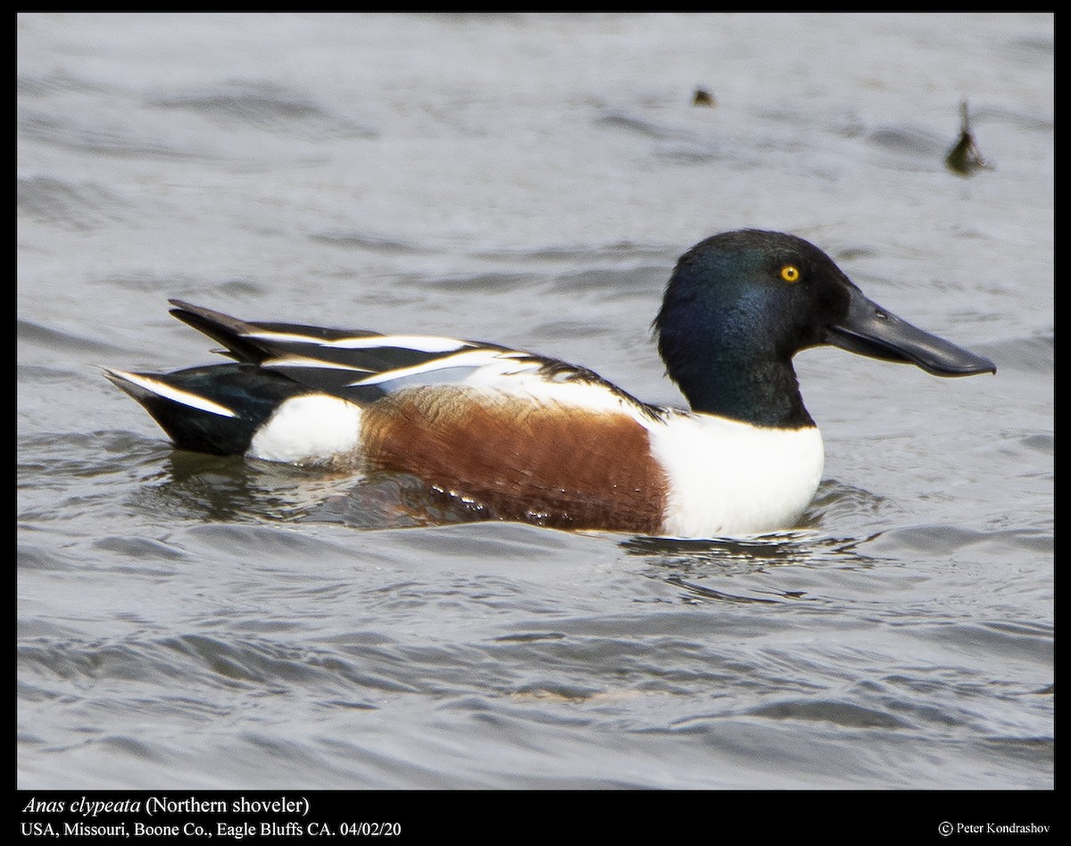 eBird Checklist 2 Apr 2020 Eagle Bluffs CA 35 species