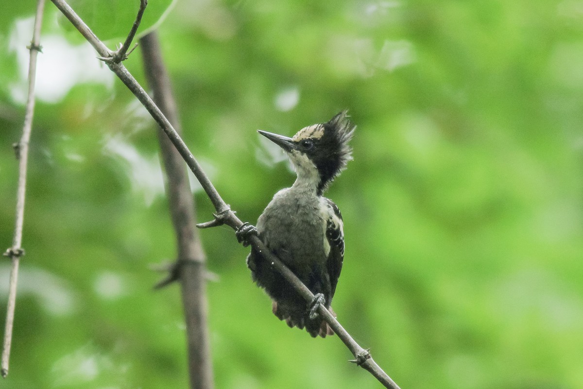 Heart-spotted Woodpecker - Wich’yanan Limparungpatthanakij
