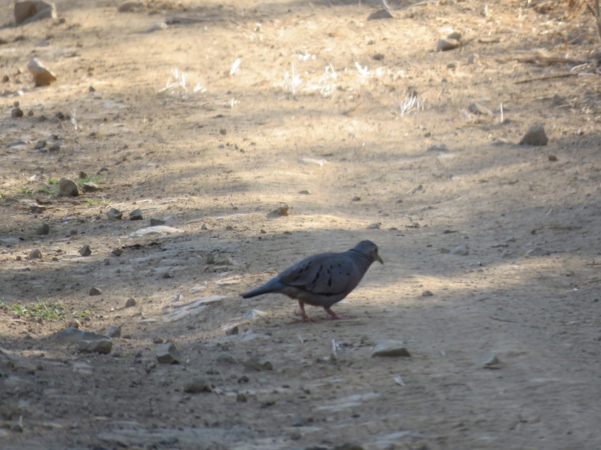 Ecuadorian Ground Dove - ML220210641