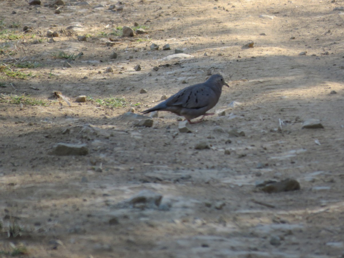 Ecuadorian Ground Dove - ML220210651