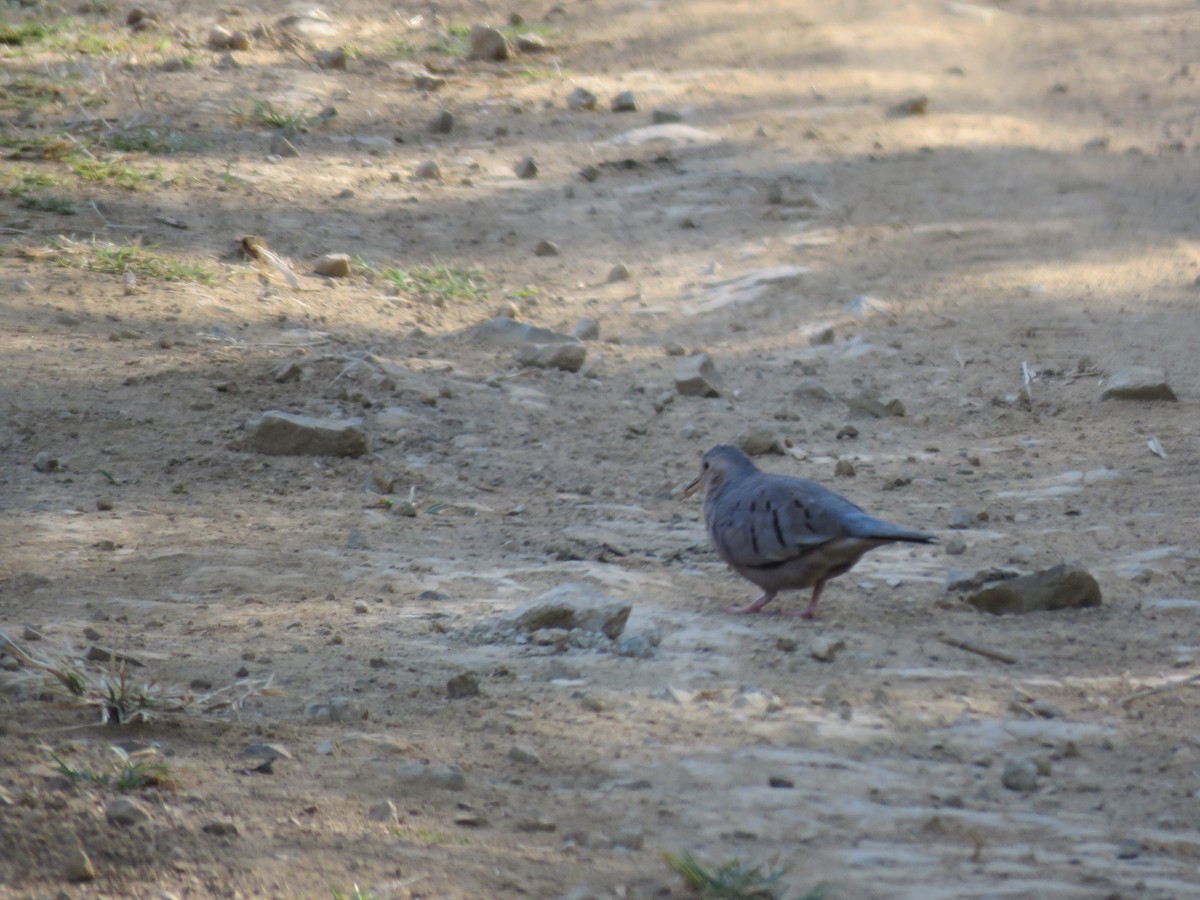 Ecuadorian Ground Dove - ML220210761