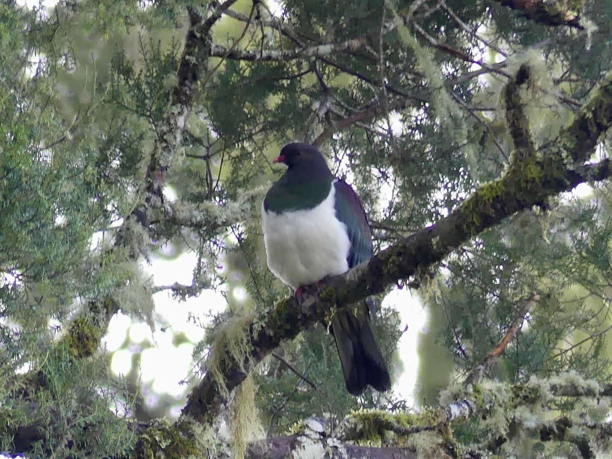 New Zealand Pigeon - Peter Kaestner