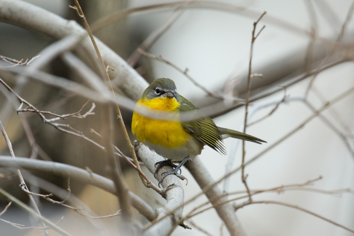 Yellow-breasted Chat - ML22021691