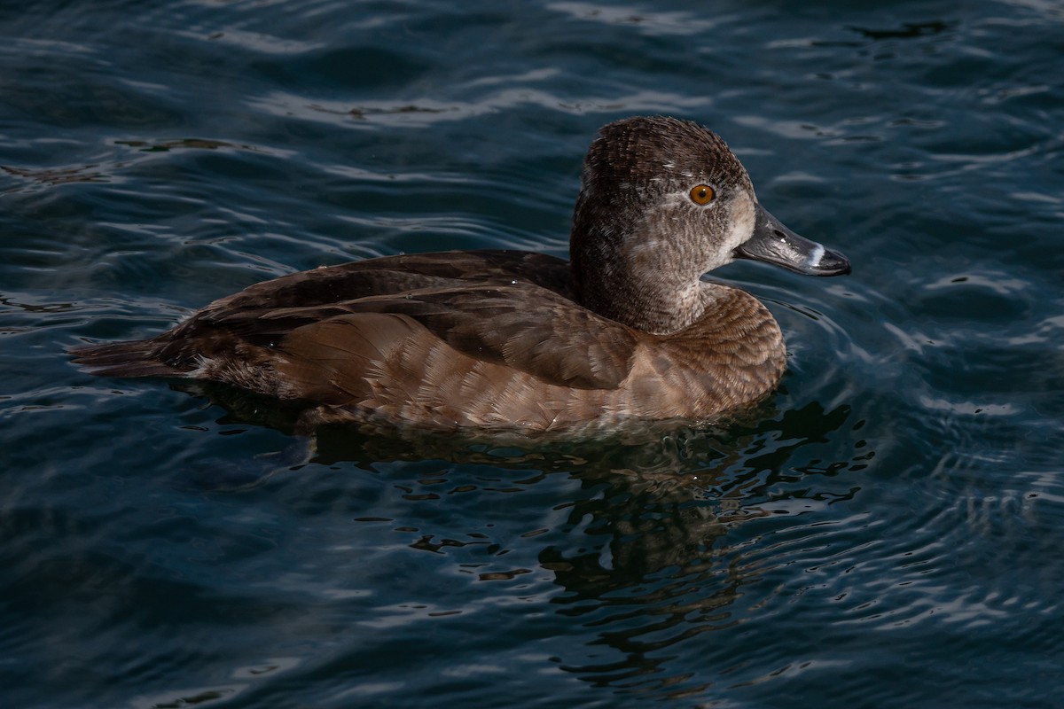 Ring-necked Duck - ML220217011