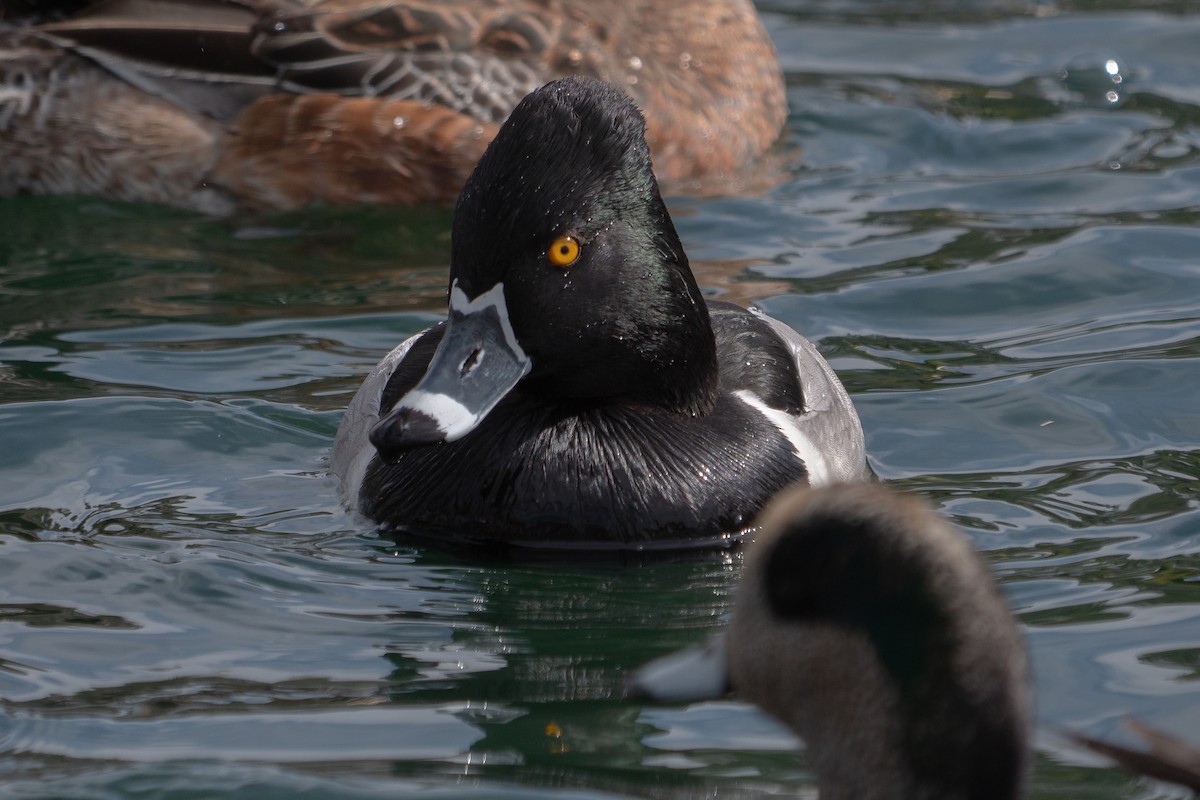 Ring-necked Duck - ML220217151