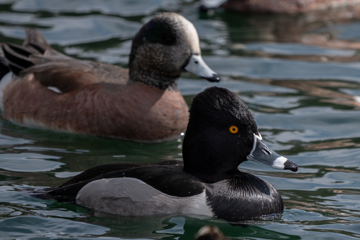 Ring-necked Duck - ML220217171