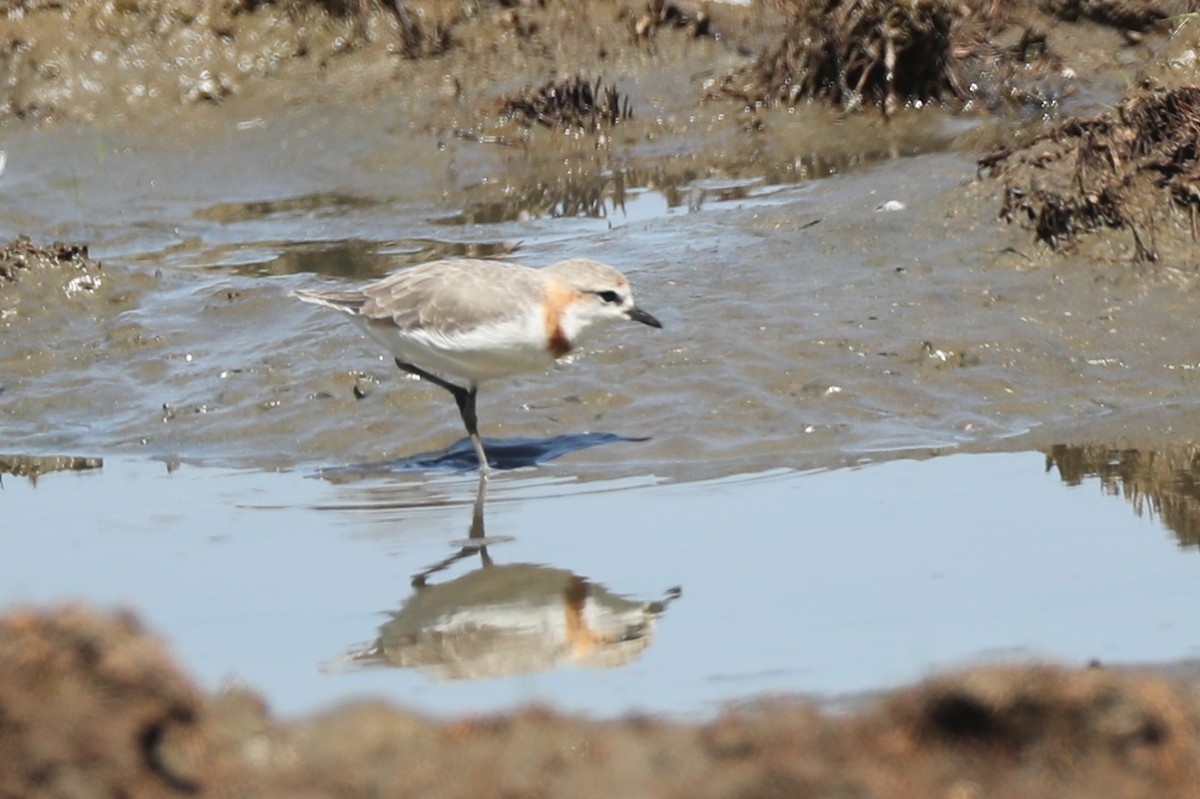 Chestnut-banded Plover - Ting-Wei (廷維) HUNG (洪)
