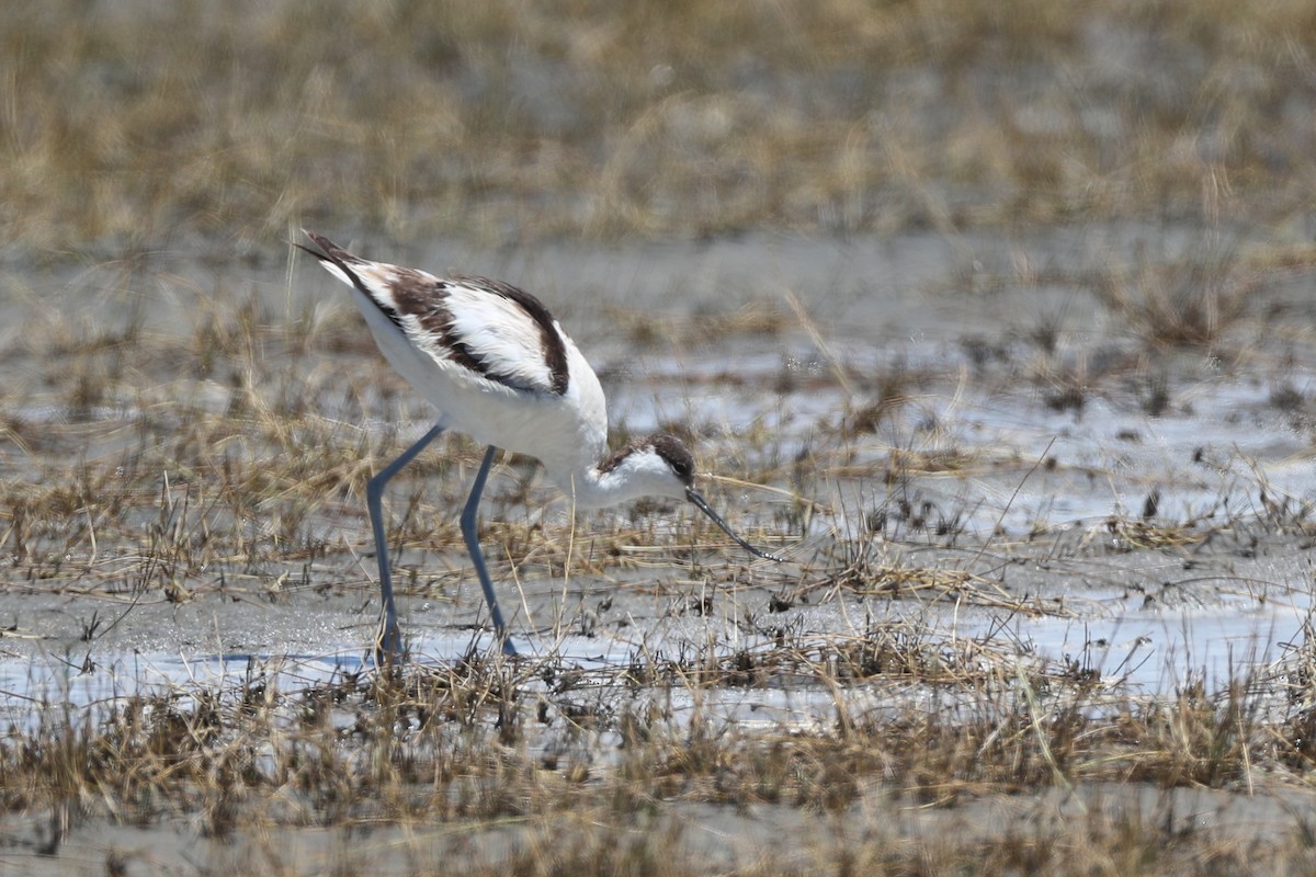 Pied Avocet - Ting-Wei (廷維) HUNG (洪)