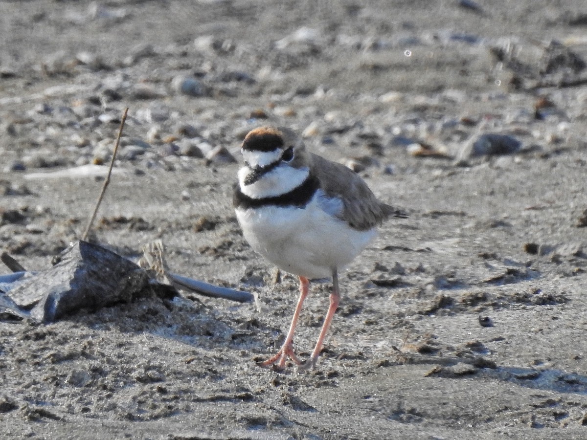 Collared Plover - ML220219631