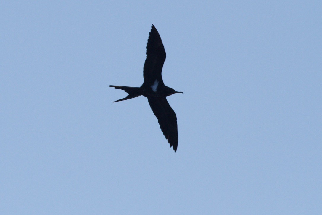 Lesser Frigatebird - ML220219841