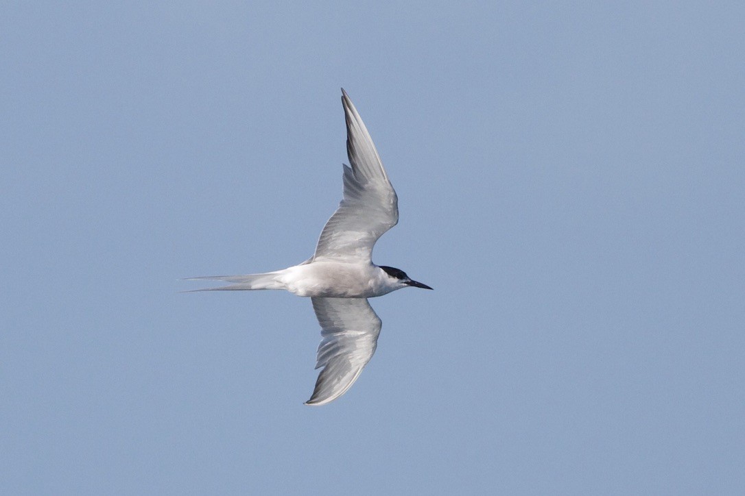 Common Tern (longipennis) - Elliot Leach