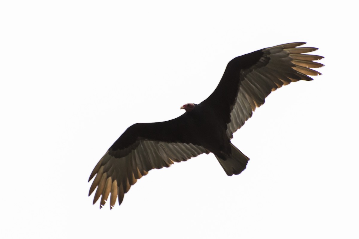 Turkey Vulture - Javier González
