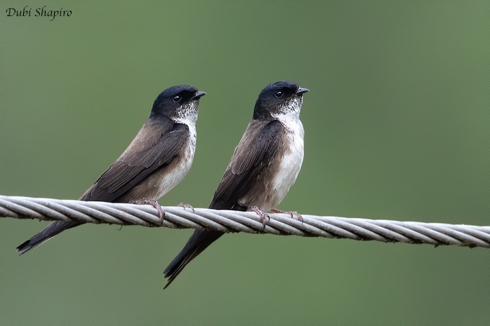 Black-capped Swallow - ML220222511