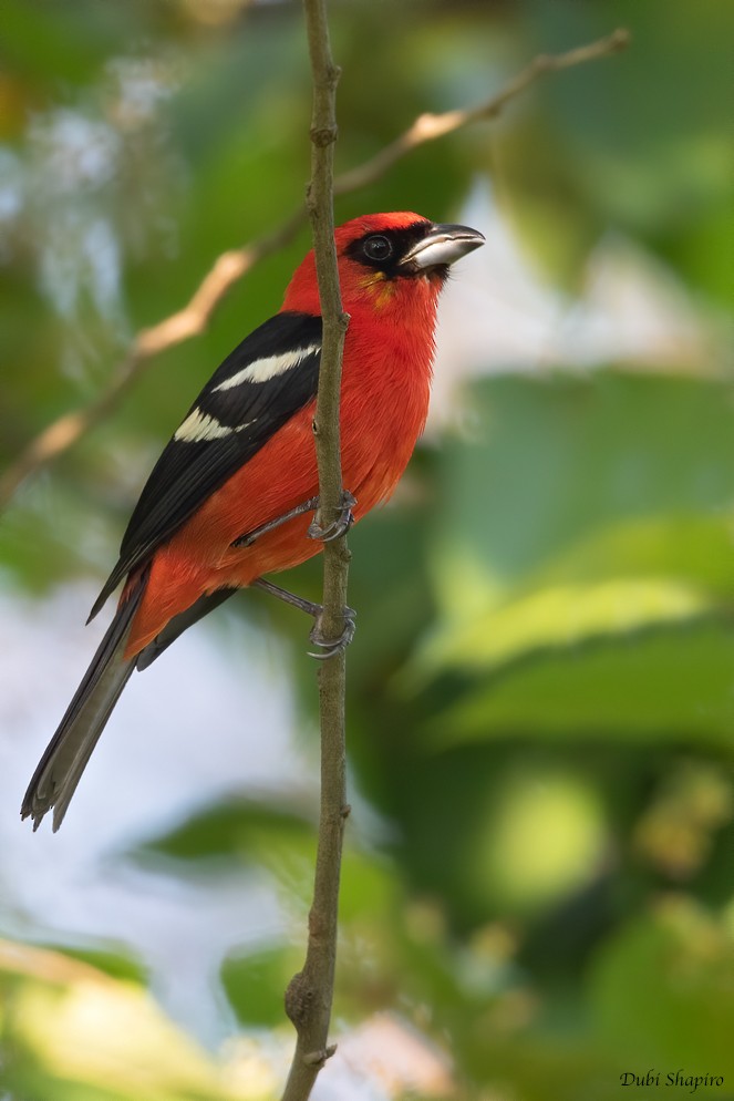 White-winged Tanager - ML220223151