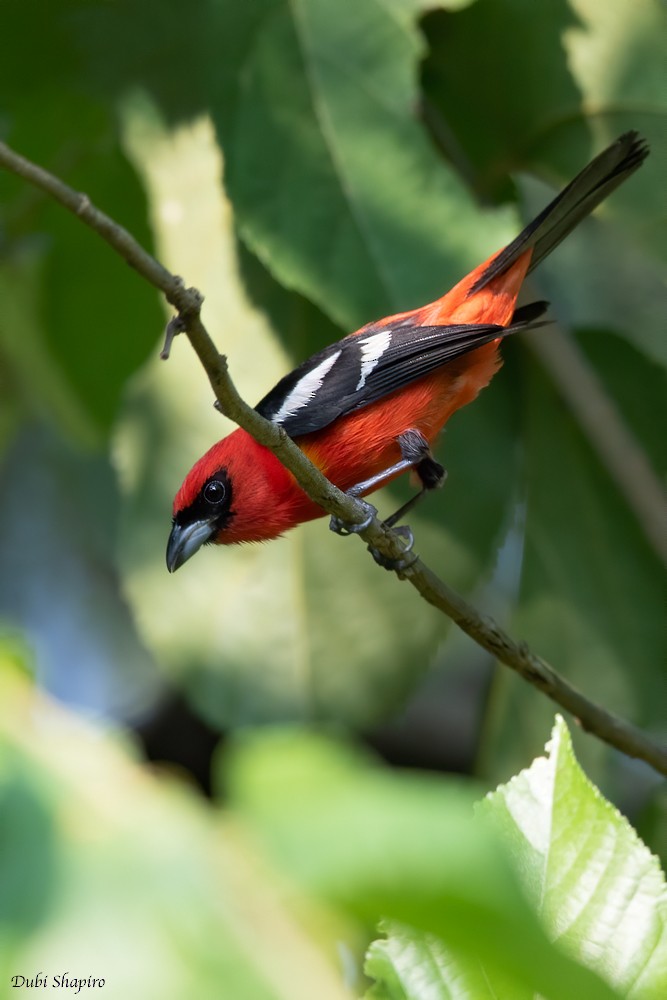 White-winged Tanager - ML220223171