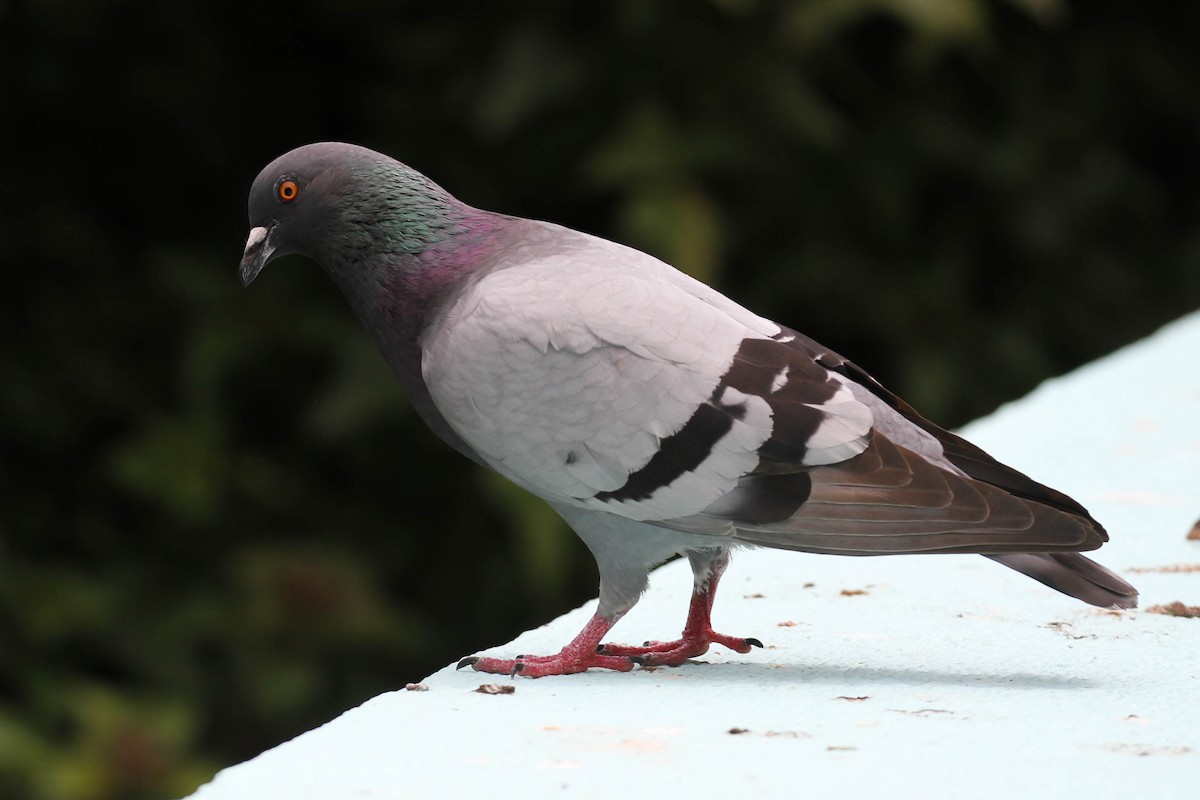 Rock Pigeon (Feral Pigeon) - ML220223671