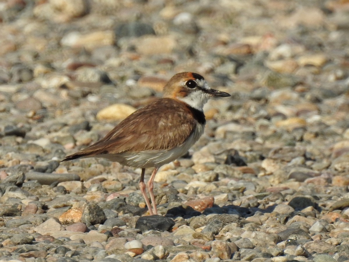 Collared Plover - ML220223711