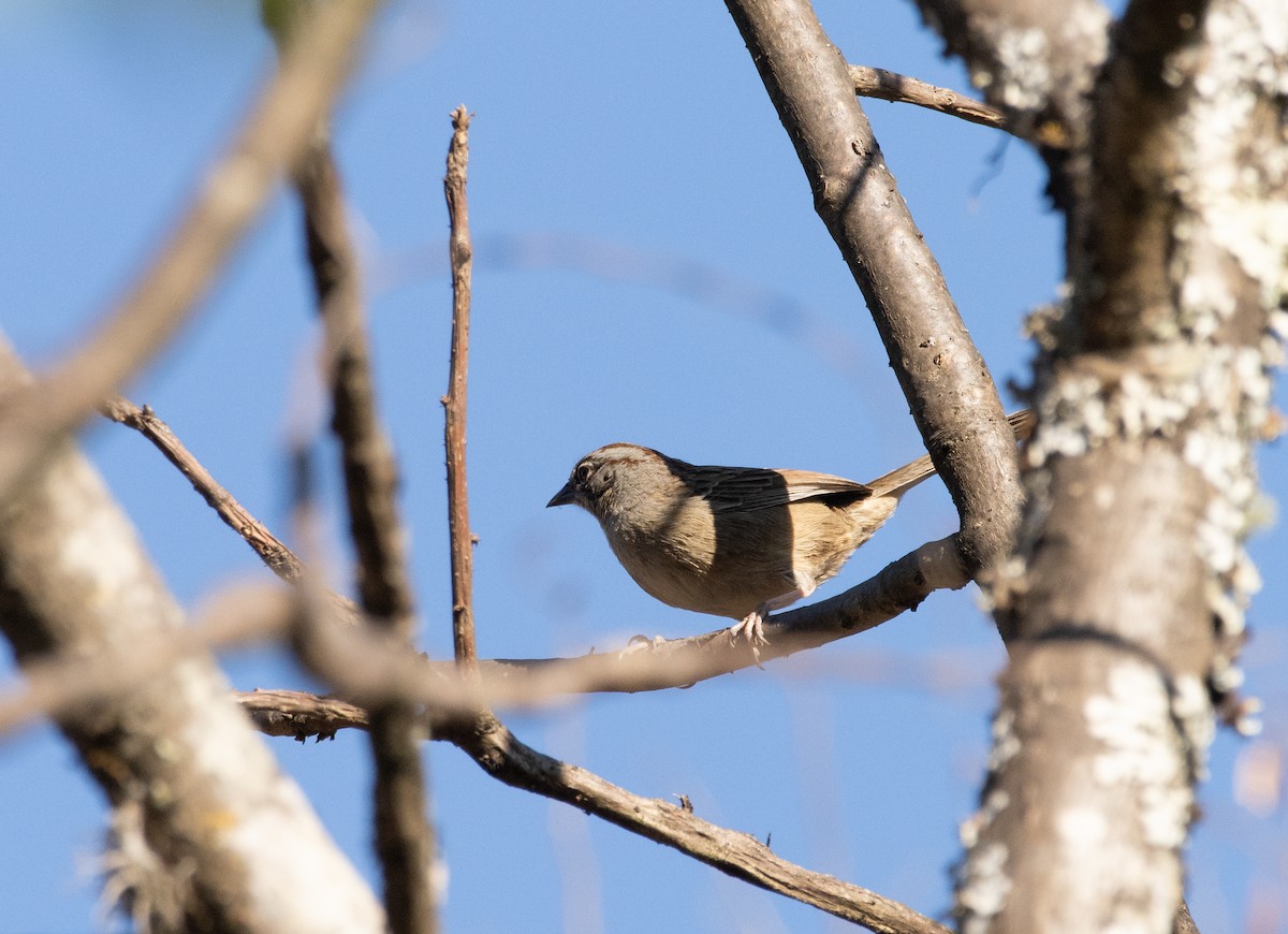 Oaxaca Sparrow - ML220224091